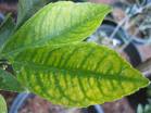 Citrus Tree Problems – Yellowing of Leaves.
